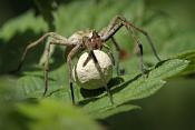kraamwebspin (pisaura mirabilis) 5312